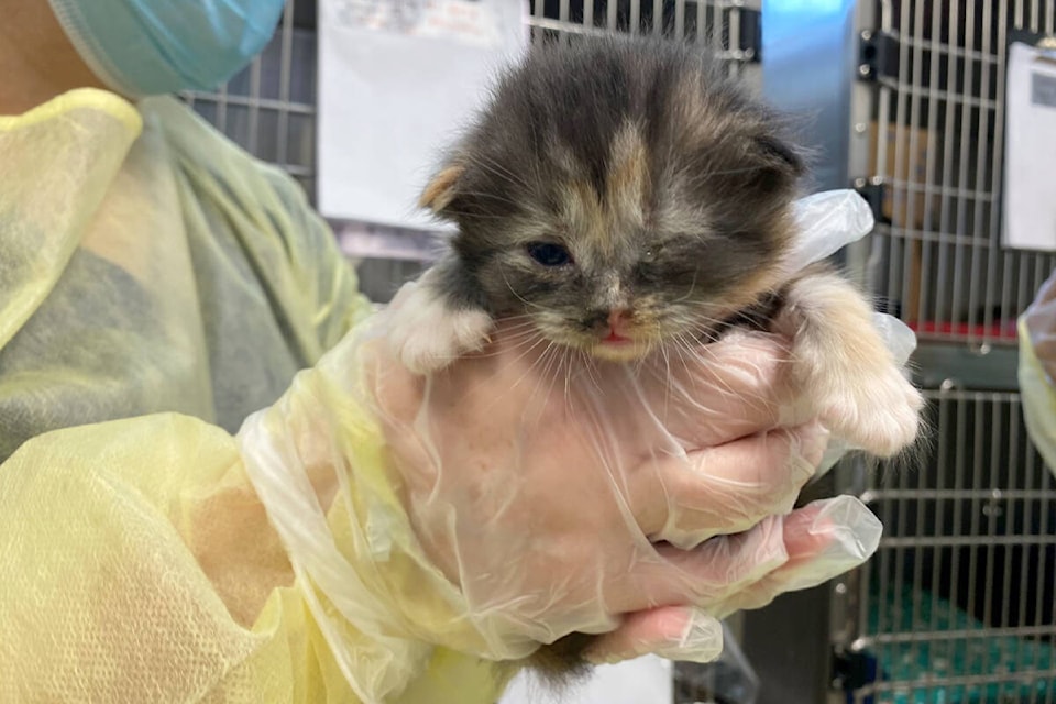 This kitten was among 111 distressed animals seized from a Lower Mainland property by the BC SPCA on Aug. 16, 2023. (BC SPCA photo) 
