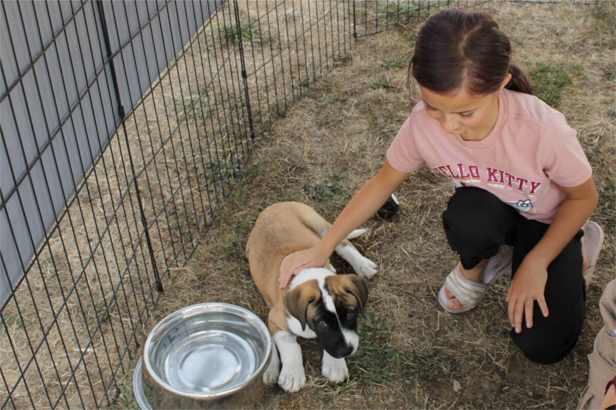 ‘Microchipping,’ puppies part of Nanaimo B.C. SPCA community day