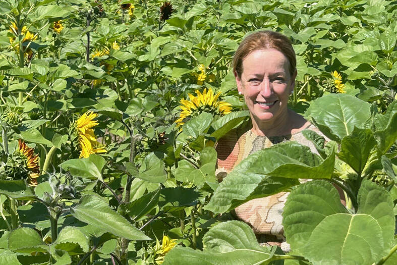 web1_230831-pan-sunflower-fest-sunflower_1