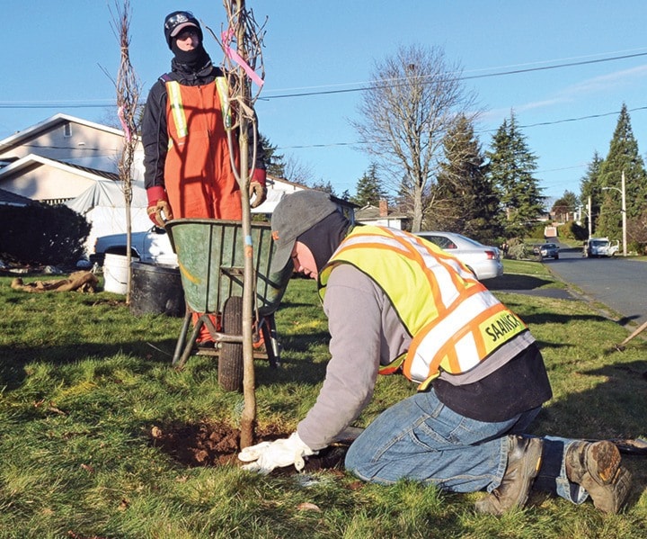 Saanich Tree Planting 1