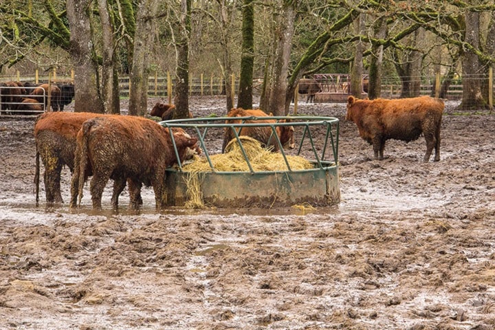 55369vicnewsSNFeedlot2-4140PMar2614