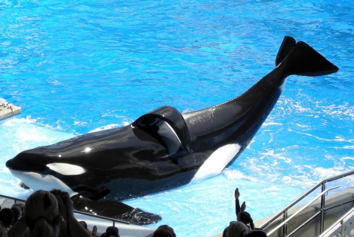 57876BCLN2007Tilikum-wikimedia
