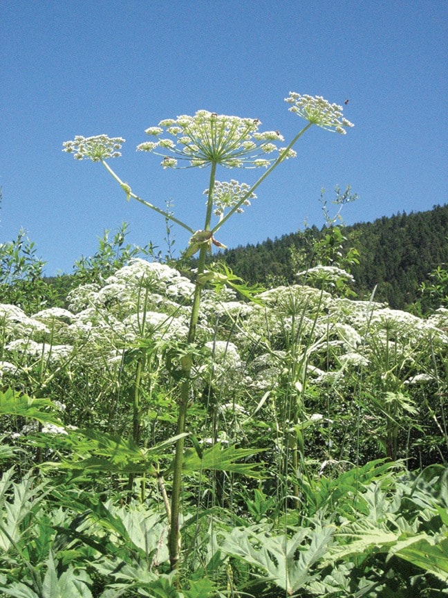 64651vicnewsGNG-gianthogweed23pJune0614