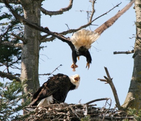 10783oakbayEagle3NuCropPJune2911