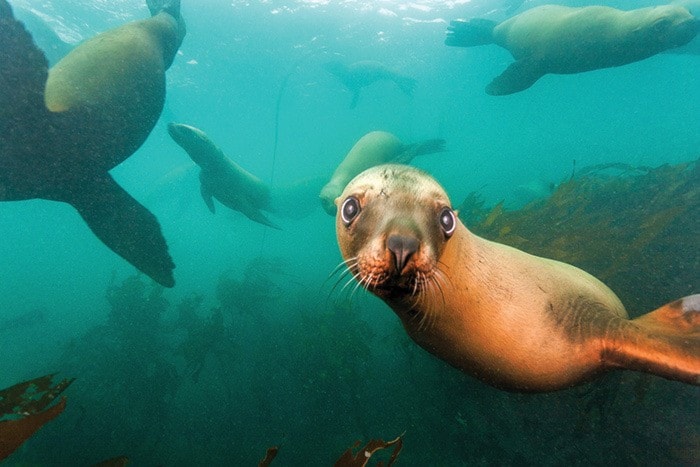 Steller Sea lion