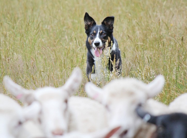 18585goldstreamGNGsheepdogs3PJuly2012