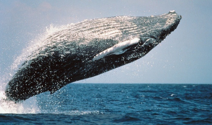 19205BCLN2007HumpbackWhaleBreaching-7web