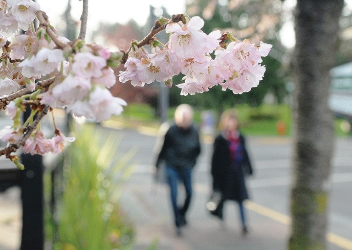 Blossoms Out Of Season SA