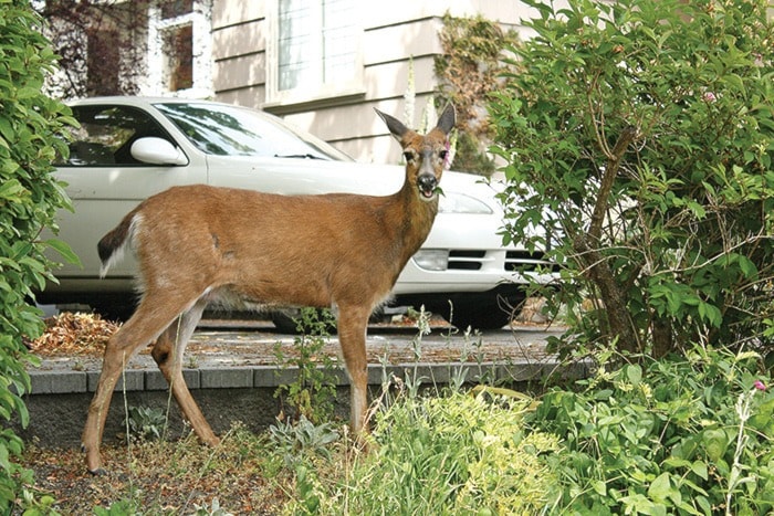 23582vicnewsVN-Deer-SAPJune1814-WEB