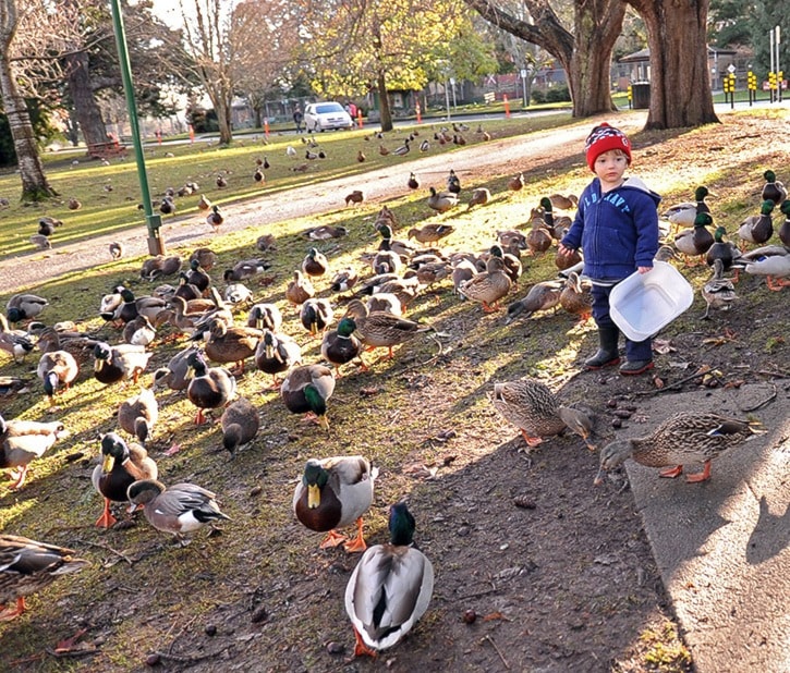 Hopeful Ducks at Beacon Hill Park