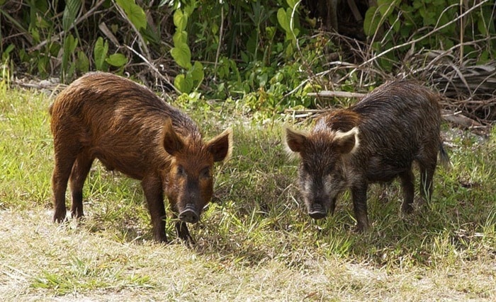 27307BCLN2007wildpigsinFLA-wikimediacommNASA-7web