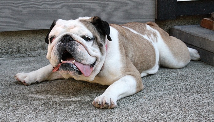 Maggie the bulldog