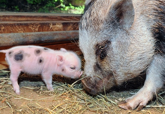 Miniature Piglets 1