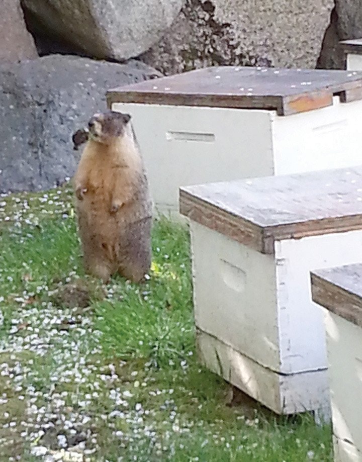 May 3, 2012 - Roger the marmot at the Fairmont Empress.