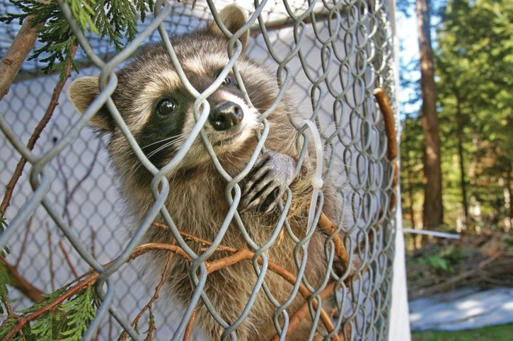 36504goldstreamRaccoon1PMay0611