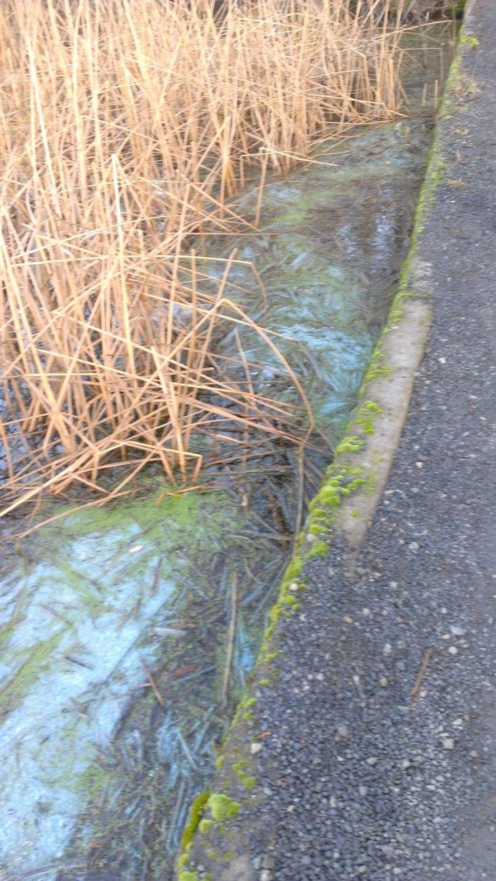 39582saanichbluegreenalgae