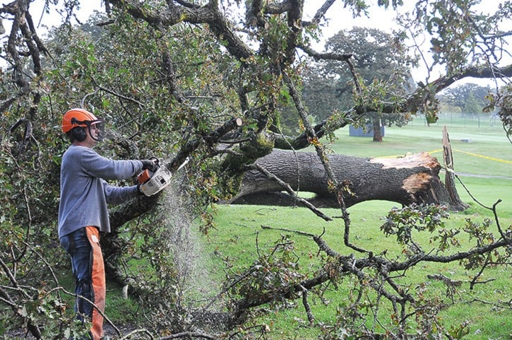 Tree down on Cedar Hill Golf Course