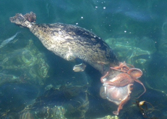 Octopus Vs Seal 5