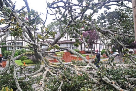 Tree down on Granite Road