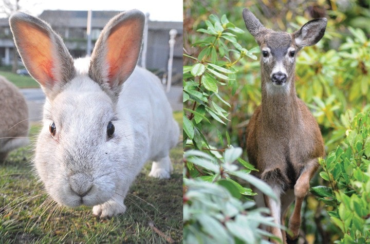 49173saanichWEB-rabbitsdeercomposite