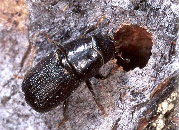 49526surreypinebeetle6