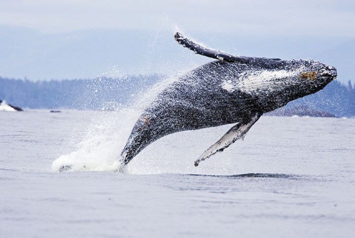 Humpback whale (Megaptera novaeangliae)