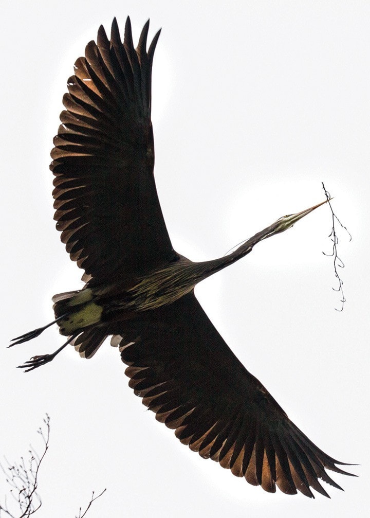 51913vicnewsVN-Heron1PApr0513