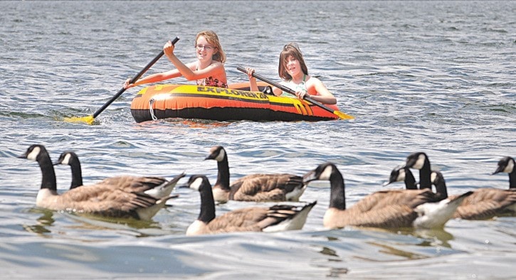 Elk Lake geese