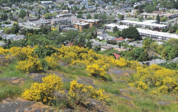 Mt. Tolmie Broom In Bloom 1