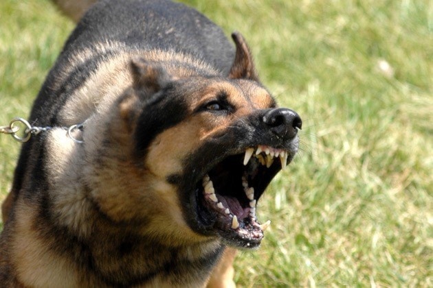 Military Working Dogs