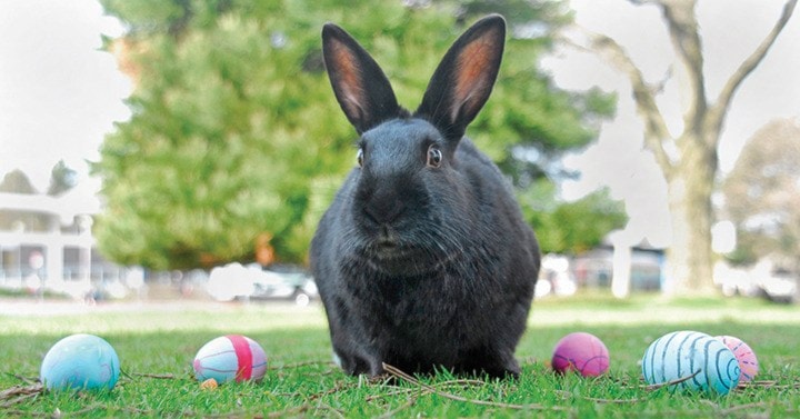 Kyle Slavin/News staff
Happy Easter from the Saanich News and the UVic bunnies.