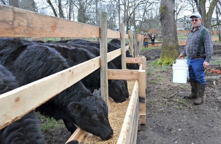 Cattle in Saanich