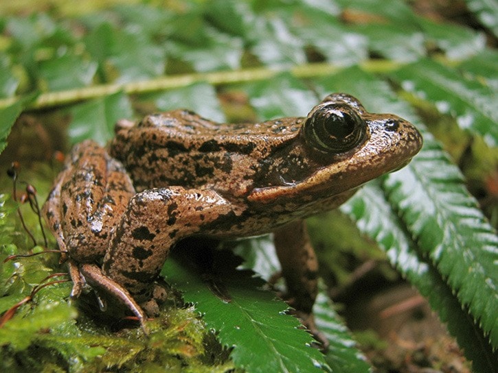 A Pacific Treefrog relaxes on a leaf. VN - Rosie Townshend-Carter