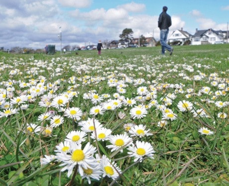 Field Of Flowerrs SA