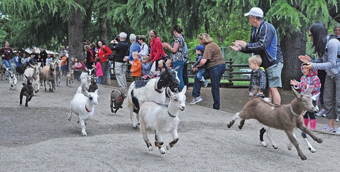 Beacon Hill Goat Stampede SA