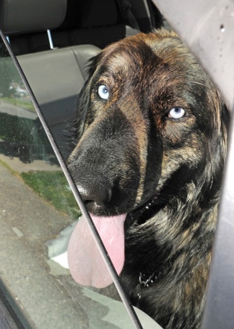 Hot Dog in car