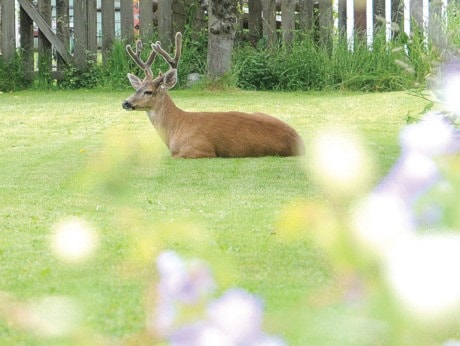 Deer on Byron Street