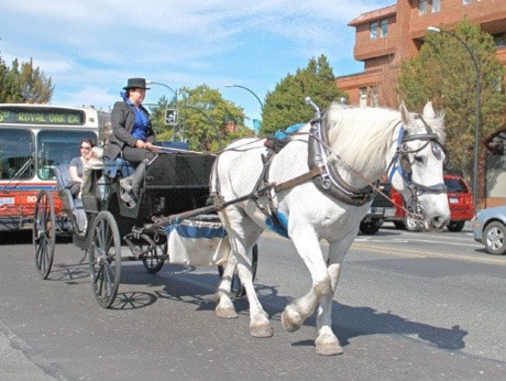 70248vicnewsVN-horsecarriage2PAug0812