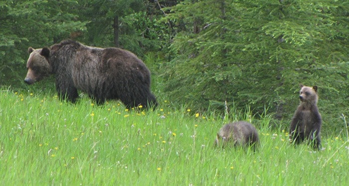 70692vicnewsVN-Grizzlybears-WEB