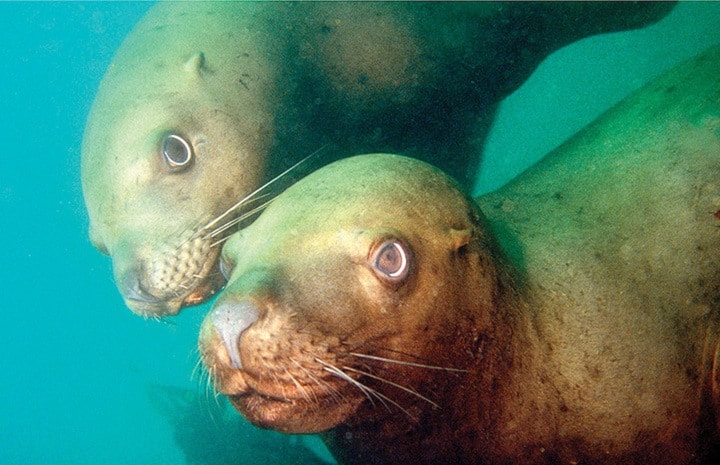 Greg Dowbowski photos
Sea lions at Race Rocks near Victoria.