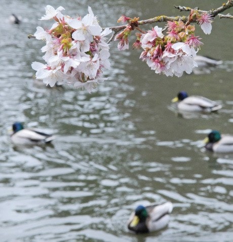 Beacon Hill Cherry Blossoms SA