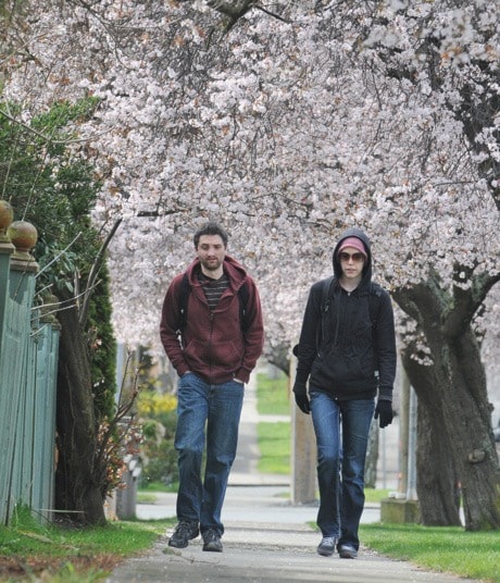 Cherry Blossom Walkers