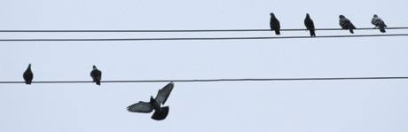Bird On A Wire SA