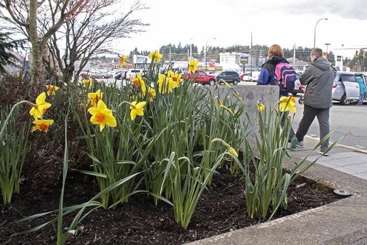 74616goldstreamGNG-SA-Daffodilslibrary