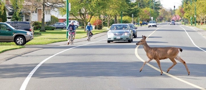 Deer Stops Traffic SA