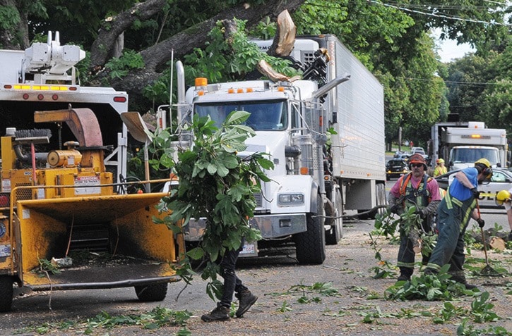 Cook Street Tree Accident 1