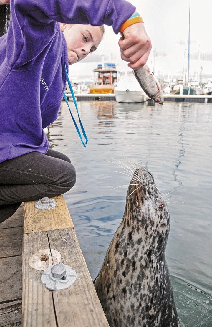 Seals at Fishermans Wharf