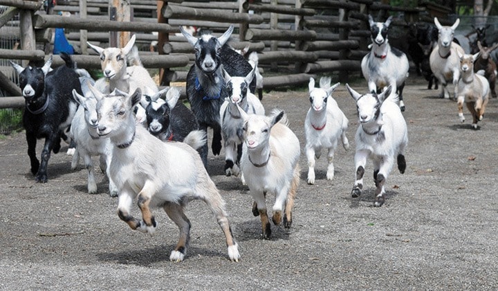 Beacon Hill Goat Stampede 1