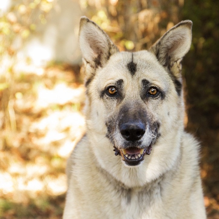 83413vicnewsGNG-ShivadogSPCA