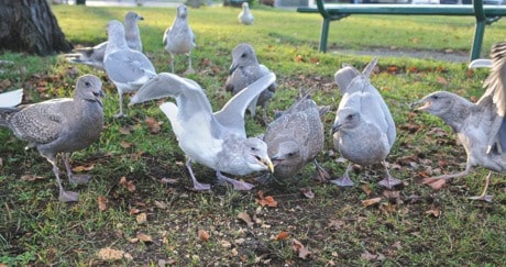 Seagull Feeding Ban 2